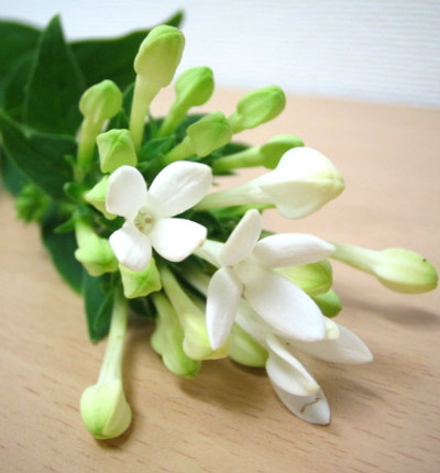 今日の言葉：Napoleon（ナポレオン・ボナパルト）