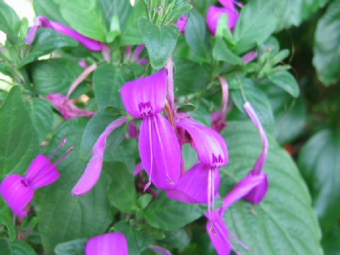 今日の言葉：John Wooden（ジョン・ウドゥン）