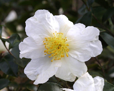 今日の言葉：Nelson Mandela（ネルソン・マンデラ）