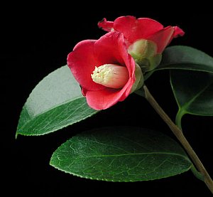 今日の言葉：Mother Teresa（マザー・テレサ）