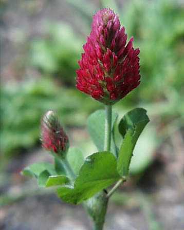 今日の言葉：Antoine de Saint-Exupéry（サン＝テグジュペリ）