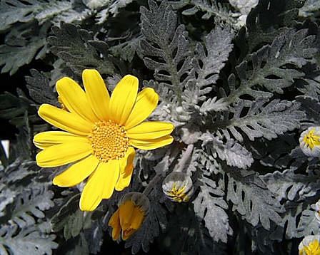 今日の言葉：Abraham Lincoln（エイブラハム・リンカーン）