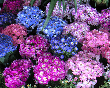 今日の言葉：サーロー節子