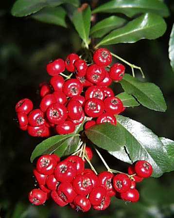 今日の言葉：Charlie Chaplin（チャップリン）