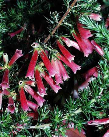 Steve Jobs（スティーブ・ジョブズ）