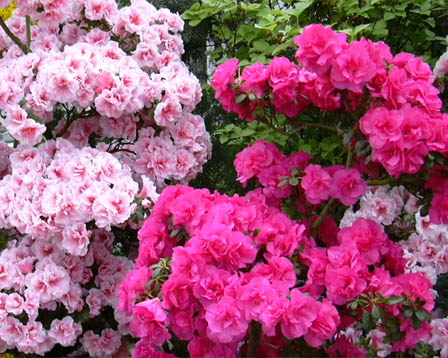 今日の言葉：Mahatma Gandhi（ガンジー）