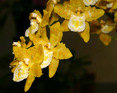 今日の言葉：Winston Churchill（ウィンストン・チャーチル）