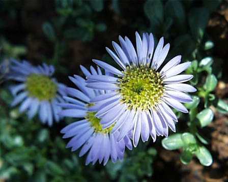 今日の言葉：Oscar Wilde（オスカー・ワイルド）