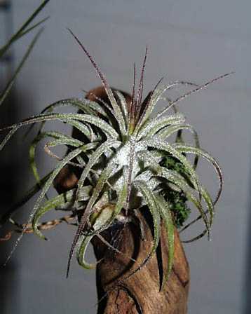 今日の言葉：Mother Teresa（マザー・テレサ）