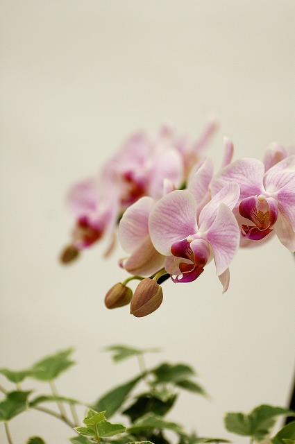 今日の言葉：Winston Churchill（ウィンストン・チャーチル）