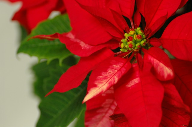 今日の言葉：Coco Chanel（ココ・シャネル）