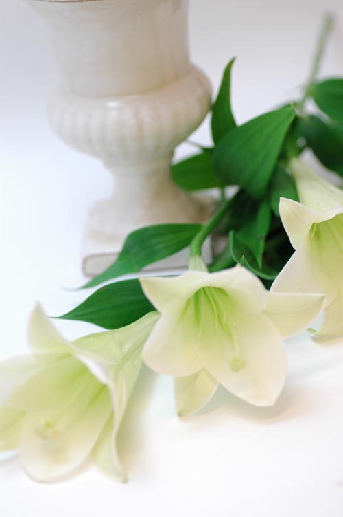 今日の言葉：Plato（プラトン）