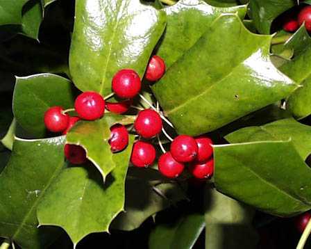 今日の言葉：Mother Teresa（マザー・テレサ）