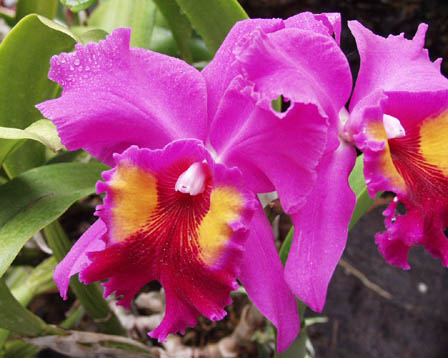 今日の言葉：Pablo Picasso（パブロ・ピカソ）