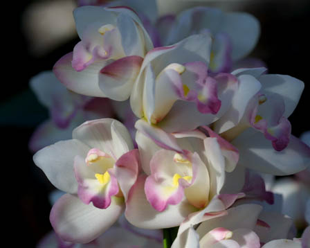 今日の言葉：Napoleon（ナポレオン・ボナパルト）