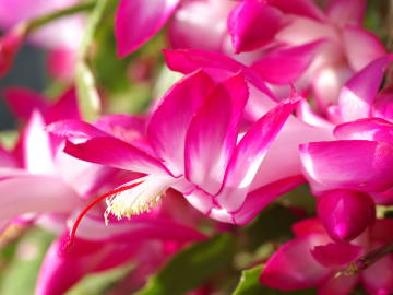 今日の言葉：Bob Marley（ボブ・マーリー）