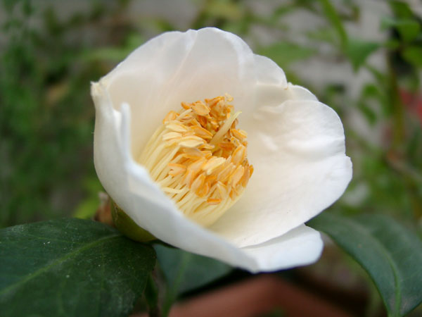 今日の言葉：Jackie Robinson（ジャッキー・ロビンソン）