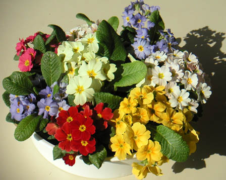 今日の言葉：ジークムント・フロイト