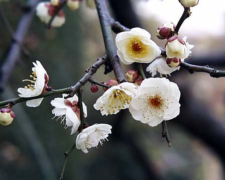 今日の言葉：Martin Luther King, Jr.（キング牧師）