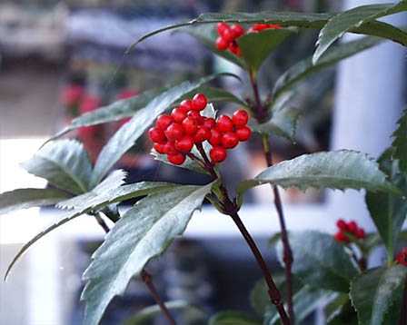 今日の言葉：Walt Disney（ウォルト・ディズニー）