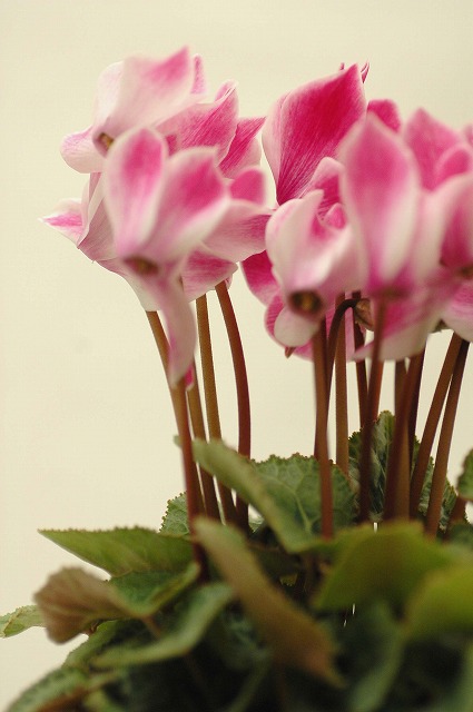 今日の言葉：Thomas Edison（トーマス・エジソン）