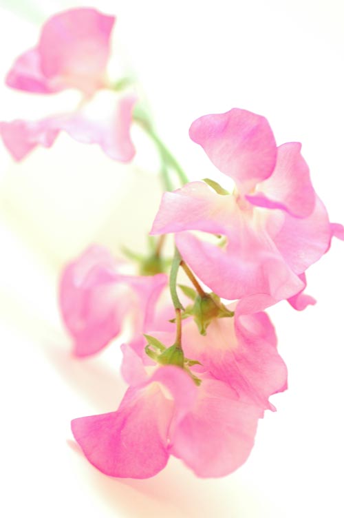 今日の言葉：Mother Teresa（マザー・テレサ）