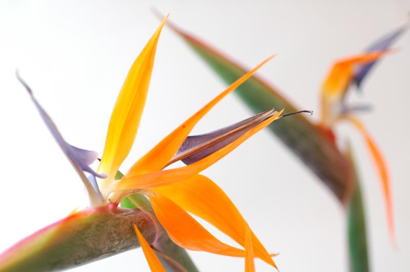 今日の言葉：Florence Nightingale（フローレンス・ナイチンゲール）