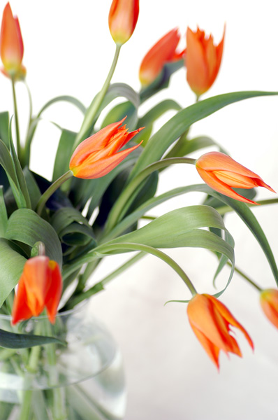 今日の言葉：Theodore Roosevelt（セオドア・ルーズベルト）