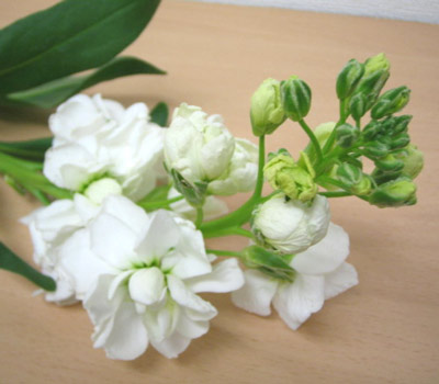 今日の言葉：美輪明宏