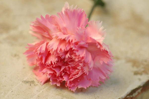 今日の言葉：ネルソン・マンデラ