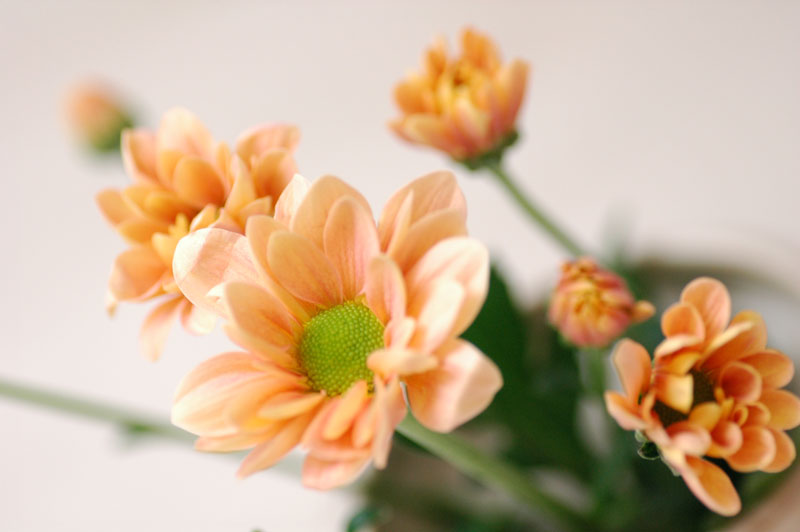 今日の言葉：Anne Frank（アンネ・フランク）