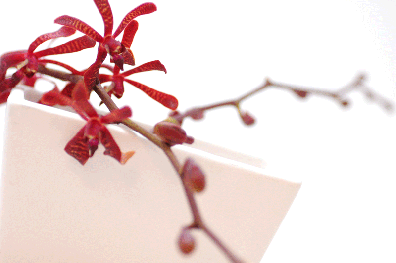 今日の言葉：Friedrich Schiller（シラー）