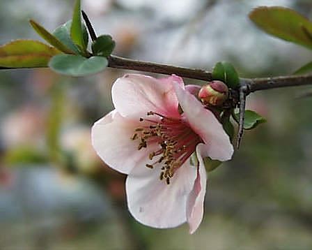 今日の言葉：エラ・ウィーラー・ウィルコックス