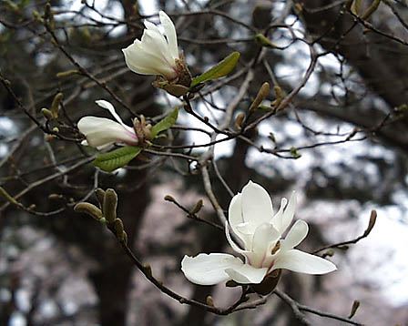 今日の言葉：Benjamin Disraeli