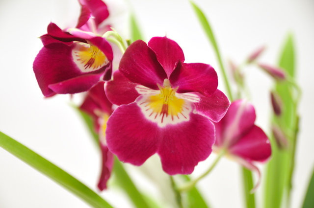 今日の言葉：バーバラ・デ・アンジェリス