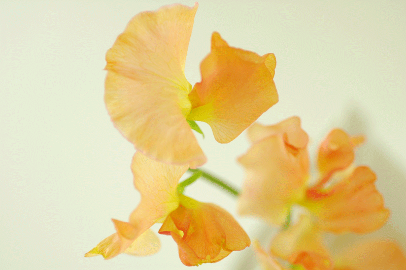 今日の言葉：中村天風