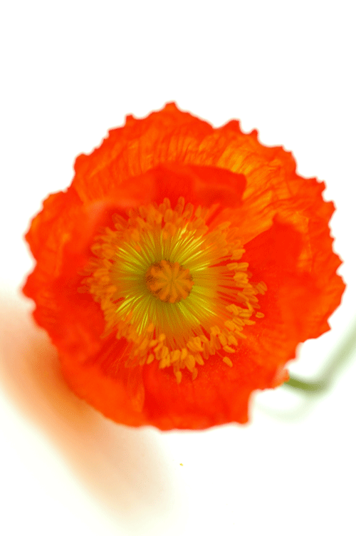 今日の言葉：スティーブ・ジョブズ