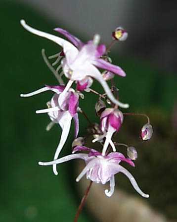 今日の言葉：中村天風