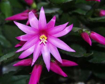 今日の言葉：アントニー・デ・メロ