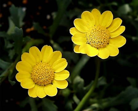 今日の言葉：パブロ・ピカソ