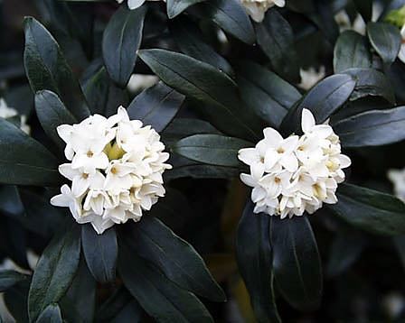 今日の言葉：フランクリン・ルーズベルト