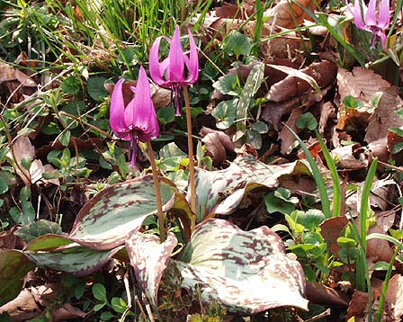 今日の言葉：武者小路実篤