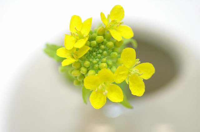 今日の言葉：斎藤茂太