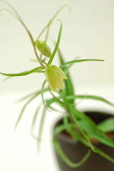 今日の言葉：マヤ・アンジェロウ