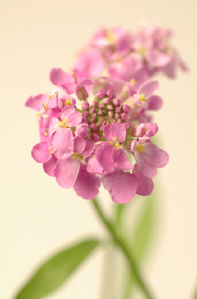 今日の言葉：東アフリカのことわざ