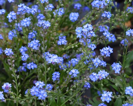 今日の言葉：プルデンティウス