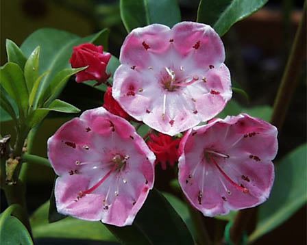 今日の言葉：エレノア・ルーズベルト