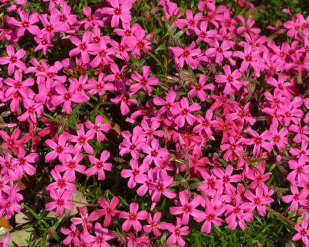 今日の言葉：イプセン