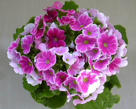 今日の言葉：パール・ベイリー