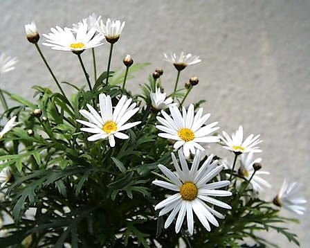 今日の言葉：ゲーテ